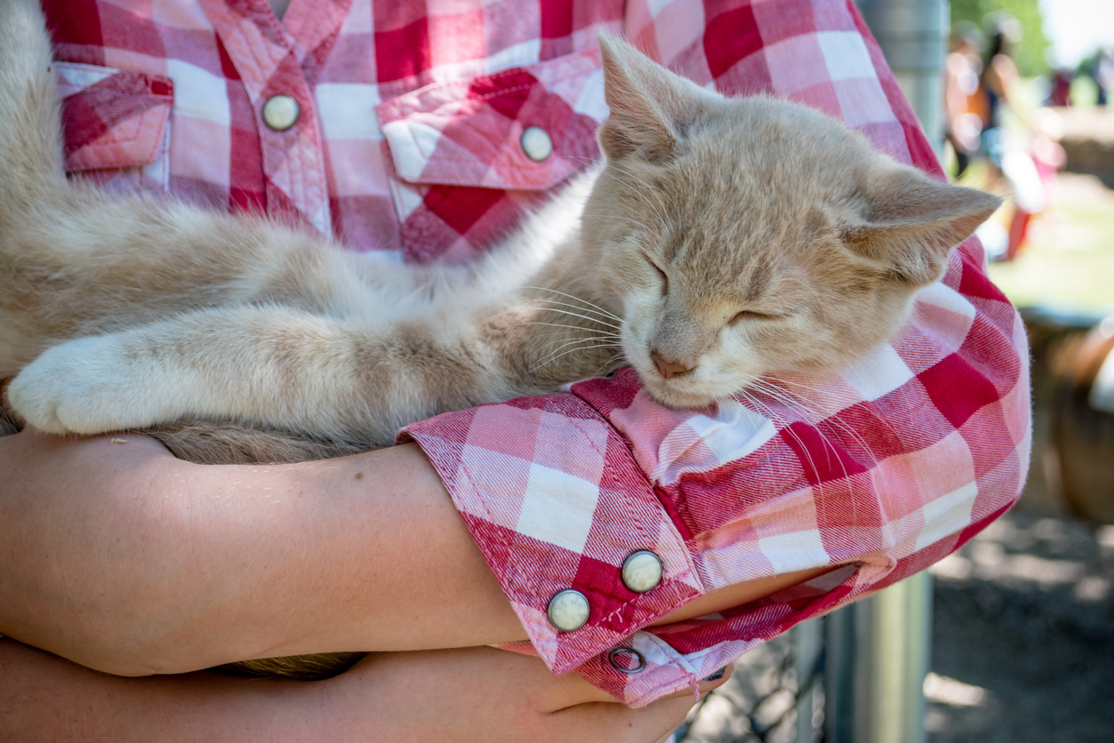 animaux domestiques vacances