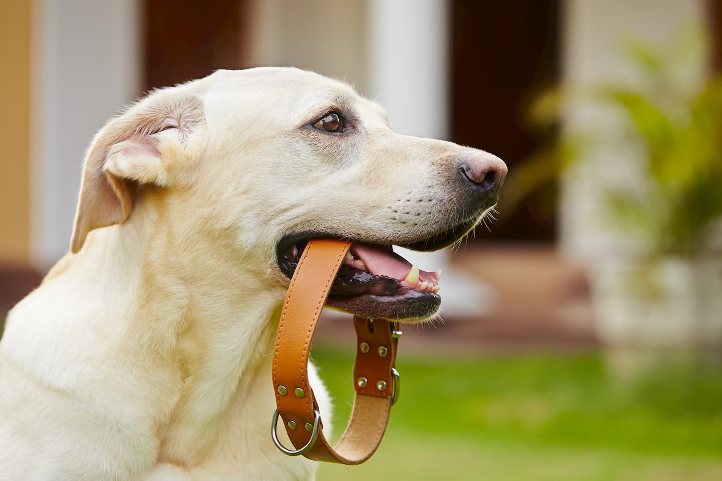 collier anti aboiement chien