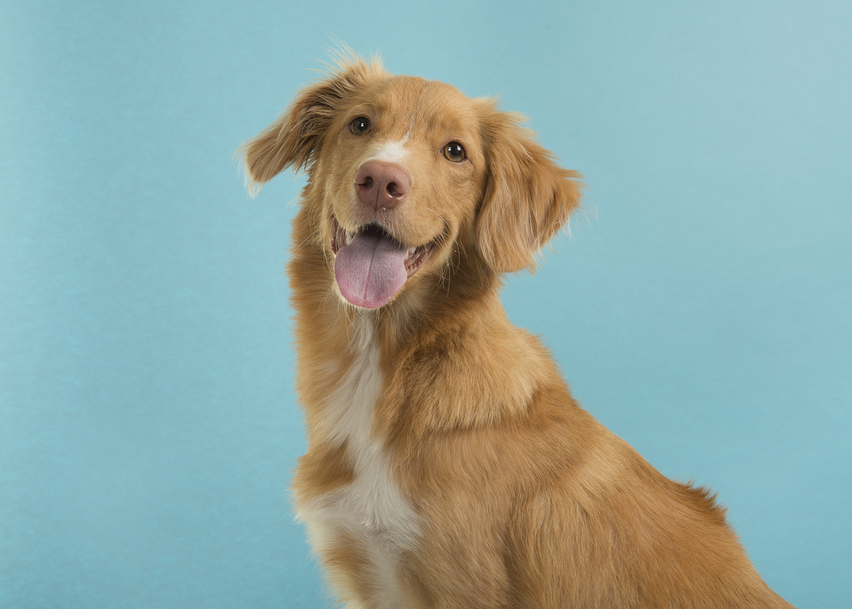 nourriture chien stérilisé