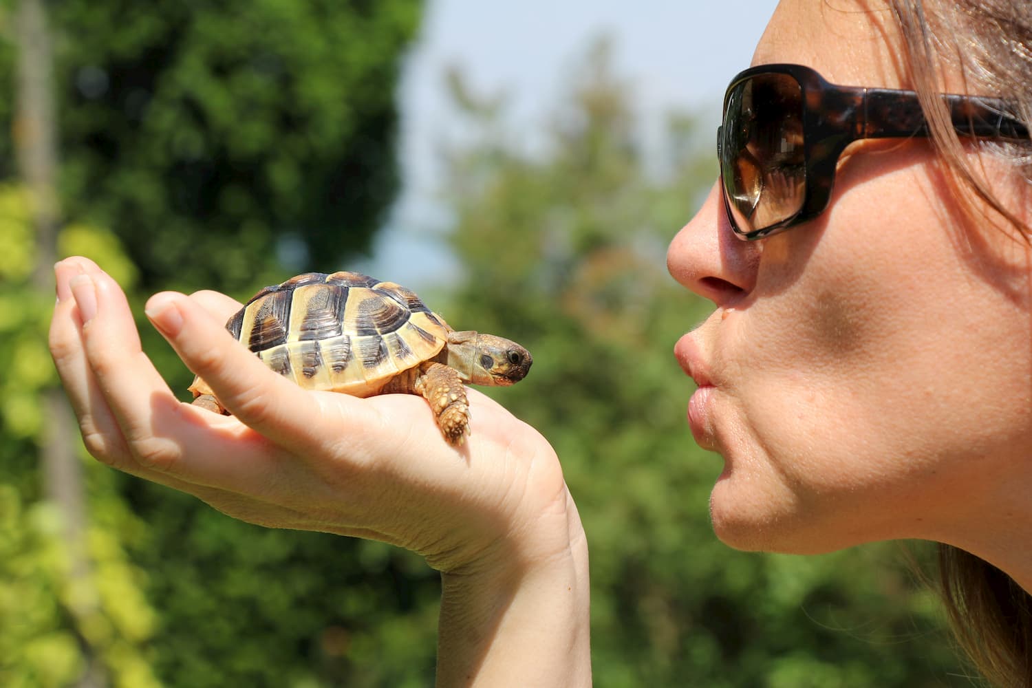 tortue animal compagnie